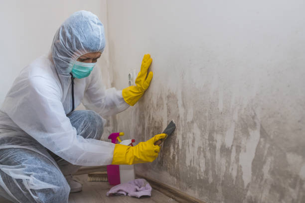 Best Mold Testing and Inspection Services in Luverne, MN