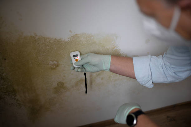Best Industrial Mold Remediation in Luverne, MN