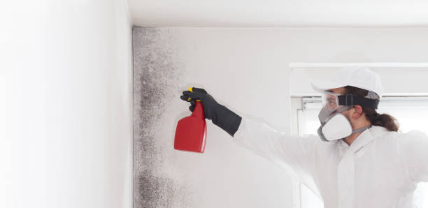 Best Attic Mold Remediation in Luverne, MN
