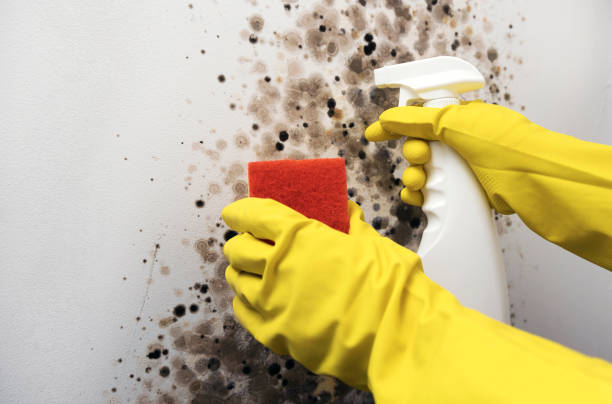Best Insurance-Related Mold Remediation in Luverne, MN