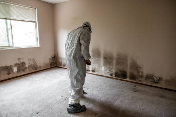 Best Emergency Mold Remediation in Luverne, MN