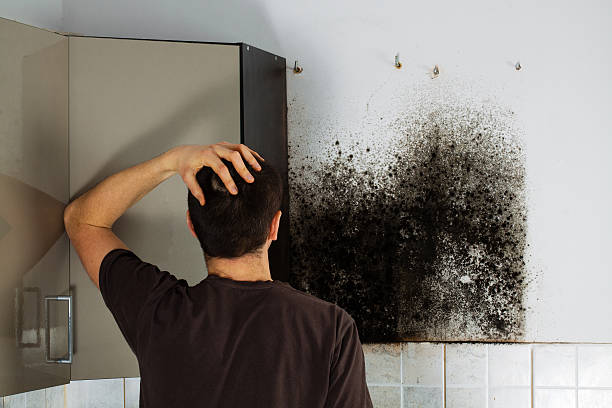 Best Health and Safety Mold Remediation in Luverne, MN