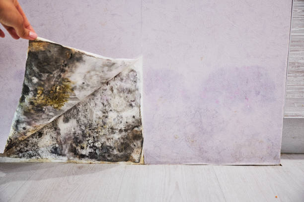 Best Bathroom Mold Remediation in Luverne, MN